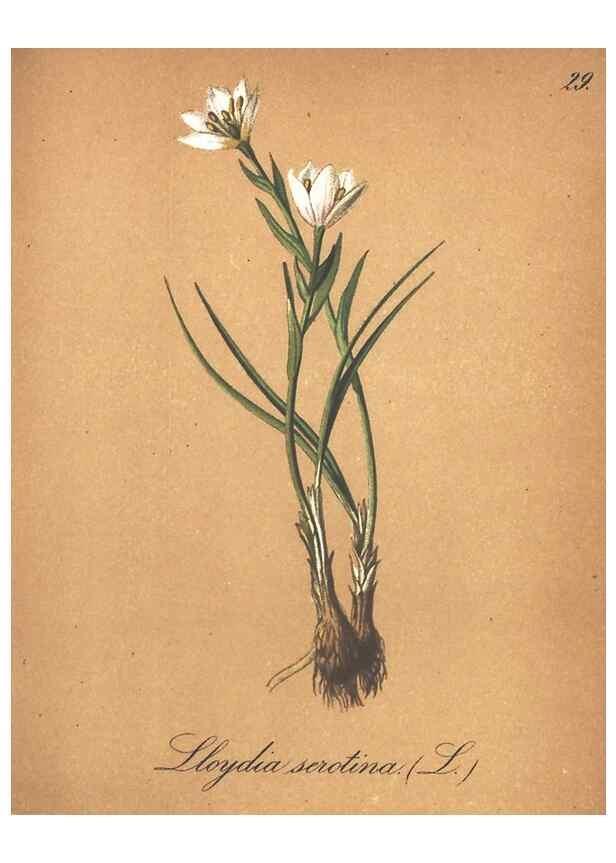 Reproducción/Reproduction 7163544815: Die Alpenpflanzen nach der Natur gemalt /. Prag :F. Tempsky,1879-1884.