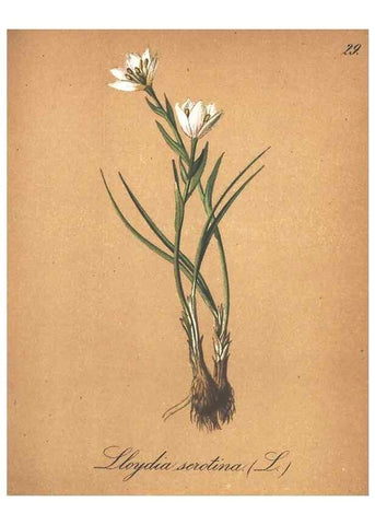 Reproducción/Reproduction 7163544815: Die Alpenpflanzen nach der Natur gemalt /. Prag :F. Tempsky,1879-1884.