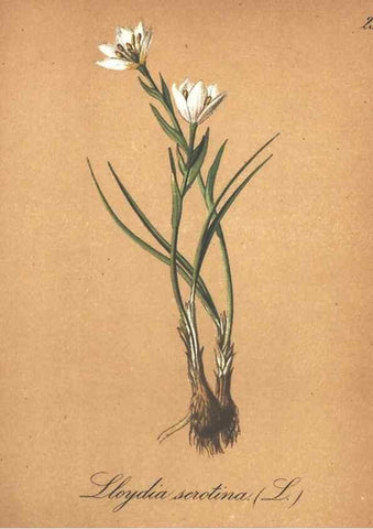 Reproducción/Reproduction 7163544815: Die Alpenpflanzen nach der Natur gemalt /. Prag :F. Tempsky,1879-1884.