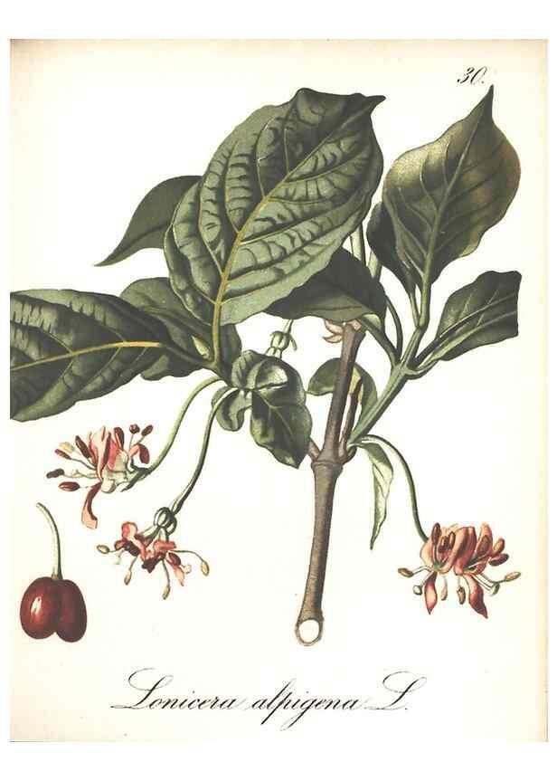 Reproducción/Reproduction 7348756306: Die Alpenpflanzen nach der Natur gemalt /. Prag :F. Tempsky,1879-1884.