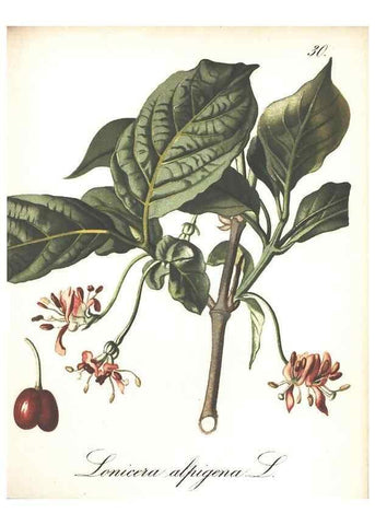 Reproducción/Reproduction 7348756306: Die Alpenpflanzen nach der Natur gemalt /. Prag :F. Tempsky,1879-1884.