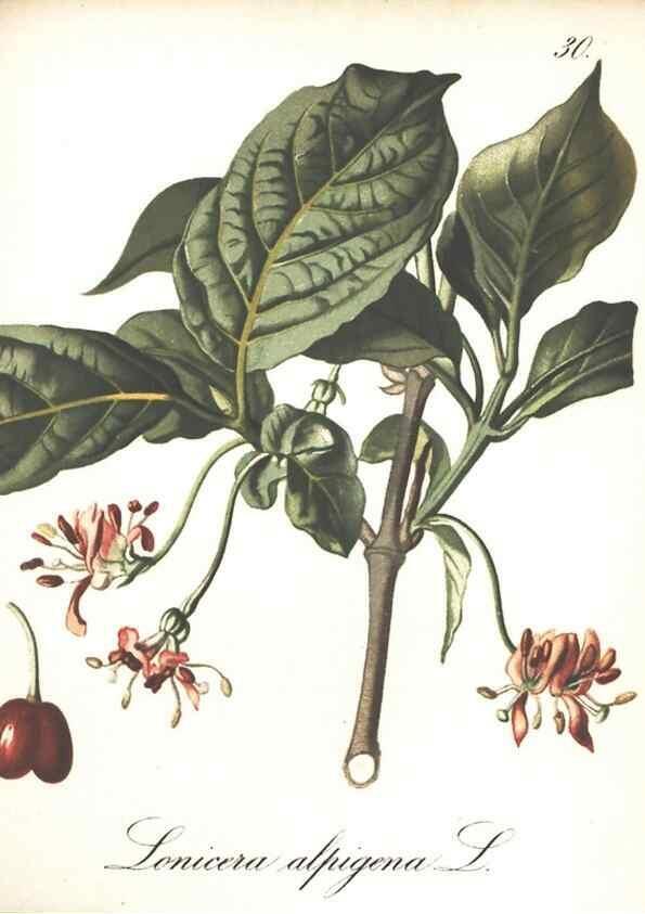 Reproducción/Reproduction 7348756306: Die Alpenpflanzen nach der Natur gemalt /. Prag :F. Tempsky,1879-1884.