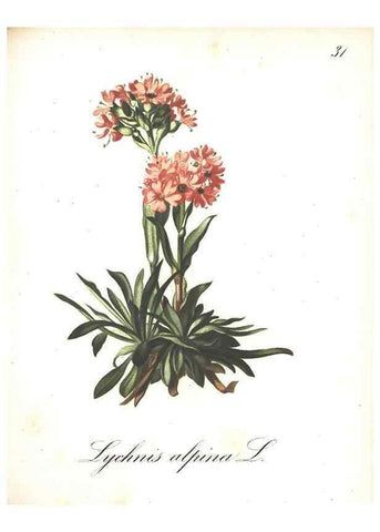 Reproducción/Reproduction 7348757052: Die Alpenpflanzen nach der Natur gemalt /. Prag :F. Tempsky,1879-1884.
