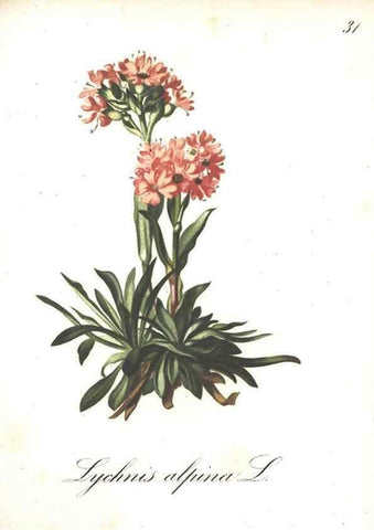 Reproducción/Reproduction 7348757052: Die Alpenpflanzen nach der Natur gemalt /. Prag :F. Tempsky,1879-1884.