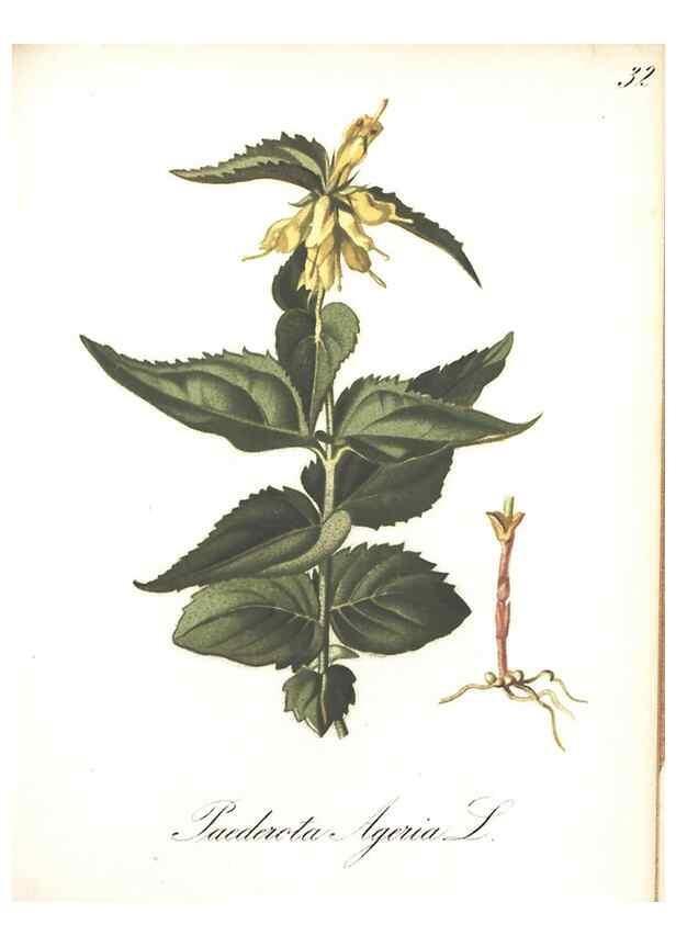 Reproducción/Reproduction 7348757616: Die Alpenpflanzen nach der Natur gemalt /. Prag :F. Tempsky,1879-1884.