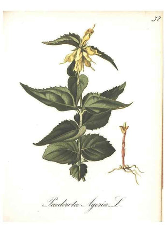 Reproducción/Reproduction 7348757616: Die Alpenpflanzen nach der Natur gemalt /. Prag :F. Tempsky,1879-1884.