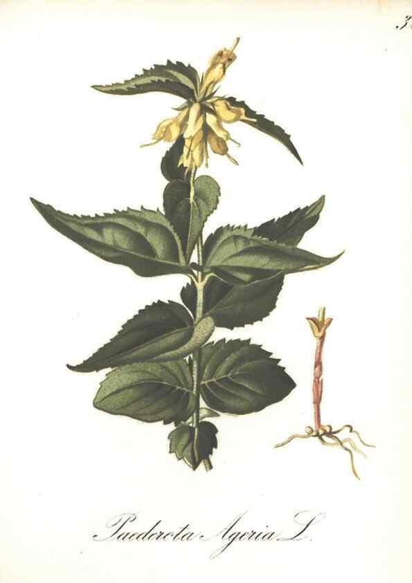 Reproducción/Reproduction 7348757616: Die Alpenpflanzen nach der Natur gemalt /. Prag :F. Tempsky,1879-1884.