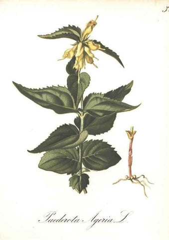 Reproducción/Reproduction 7348757616: Die Alpenpflanzen nach der Natur gemalt /. Prag :F. Tempsky,1879-1884.