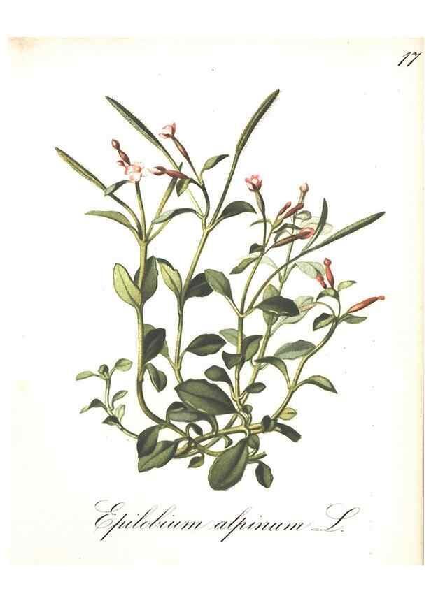 Reproducción/Reproduction 7348746742: Die Alpenpflanzen nach der Natur gemalt /. Prag :F. Tempsky,1879-1884.