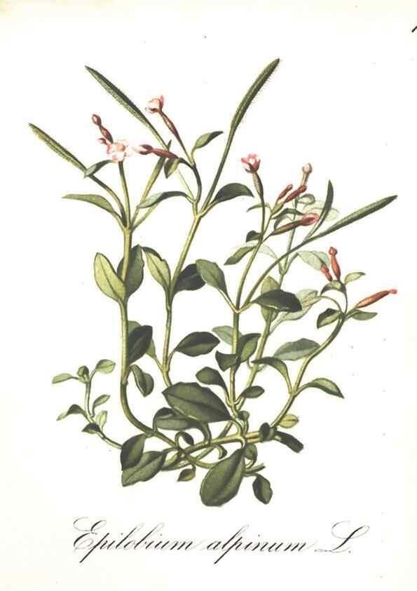 Reproducción/Reproduction 7348746742: Die Alpenpflanzen nach der Natur gemalt /. Prag :F. Tempsky,1879-1884.