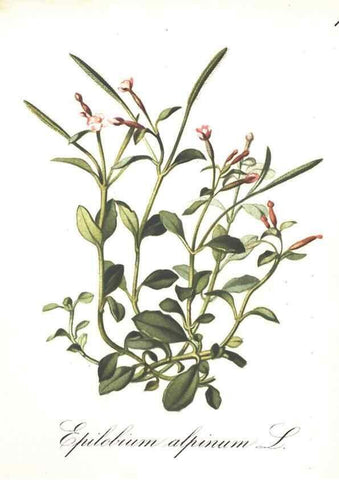 Reproducción/Reproduction 7348746742: Die Alpenpflanzen nach der Natur gemalt /. Prag :F. Tempsky,1879-1884.