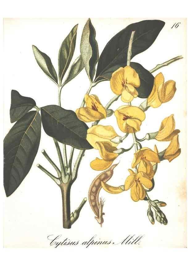 Reproducción/Reproduction 7348746004: Die Alpenpflanzen nach der Natur gemalt /. Prag :F. Tempsky,1879-1884.