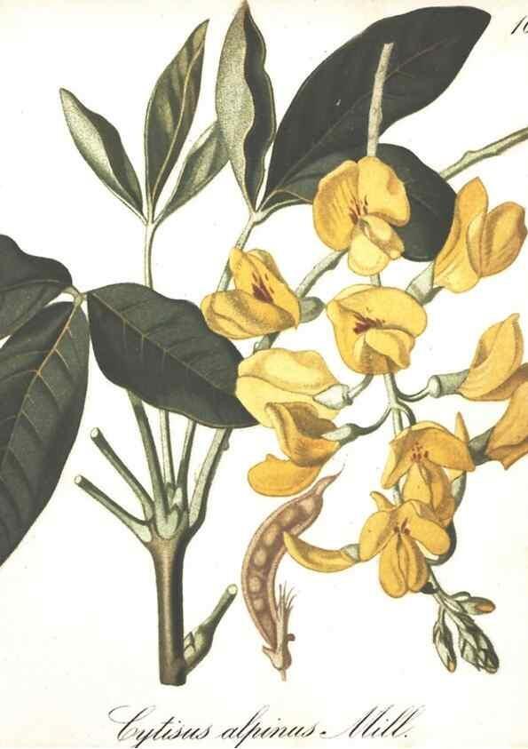 Reproducción/Reproduction 7348746004: Die Alpenpflanzen nach der Natur gemalt /. Prag :F. Tempsky,1879-1884.