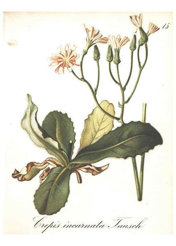 Reproducción/Reproduction 7348745042: Die Alpenpflanzen nach der Natur gemalt /. Prag :F. Tempsky,1879-1884.