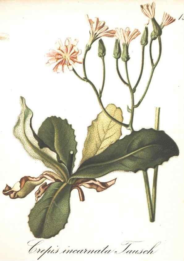 Reproducción/Reproduction 7348745042: Die Alpenpflanzen nach der Natur gemalt /. Prag :F. Tempsky,1879-1884.