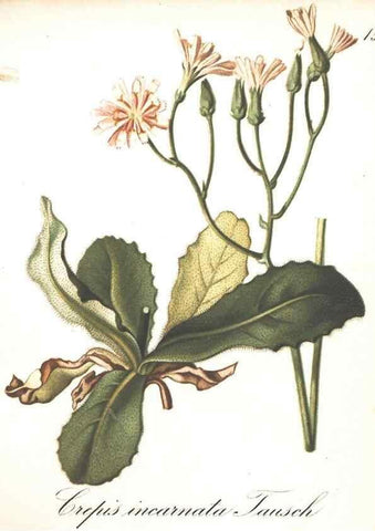 Reproducción/Reproduction 7348745042: Die Alpenpflanzen nach der Natur gemalt /. Prag :F. Tempsky,1879-1884.