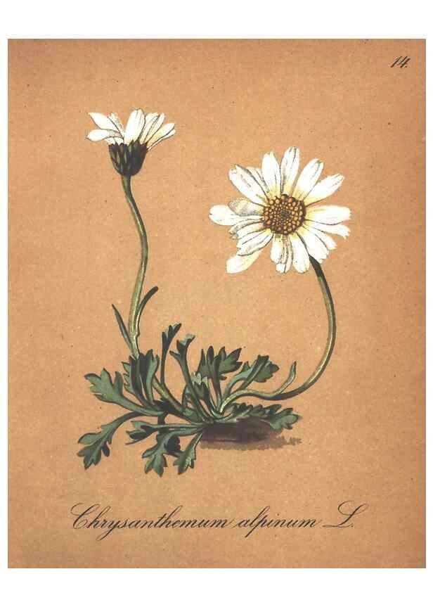 Reproducción/Reproduction 7348744446: Die Alpenpflanzen nach der Natur gemalt /. Prag :F. Tempsky,1879-1884.