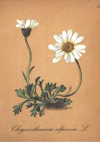 Reproducción/Reproduction 7348744446: Die Alpenpflanzen nach der Natur gemalt /. Prag :F. Tempsky,1879-1884.