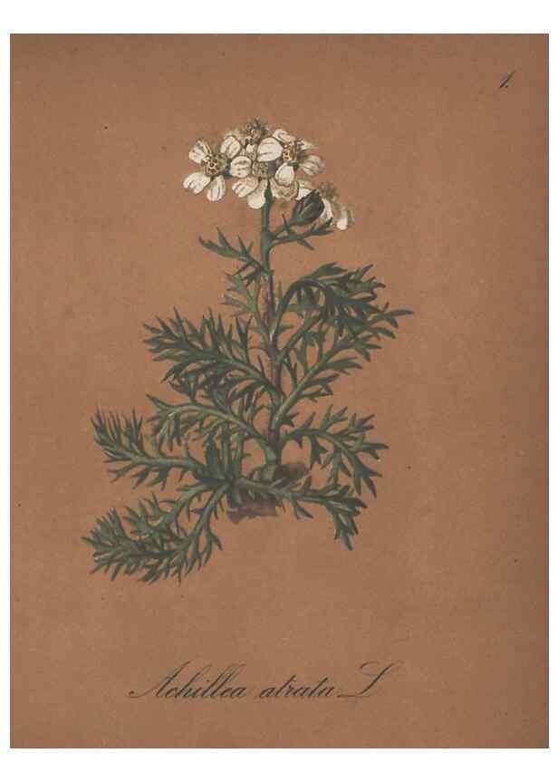 Reproducción/Reproduction 7163524977: Die Alpenpflanzen nach der Natur gemalt /. Prag :F. Tempsky,1879-1884.