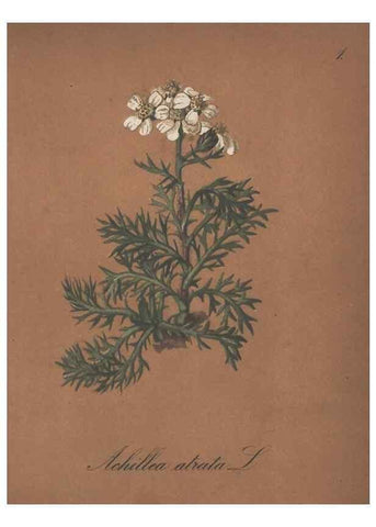 Reproducción/Reproduction 7163524977: Die Alpenpflanzen nach der Natur gemalt /. Prag :F. Tempsky,1879-1884.