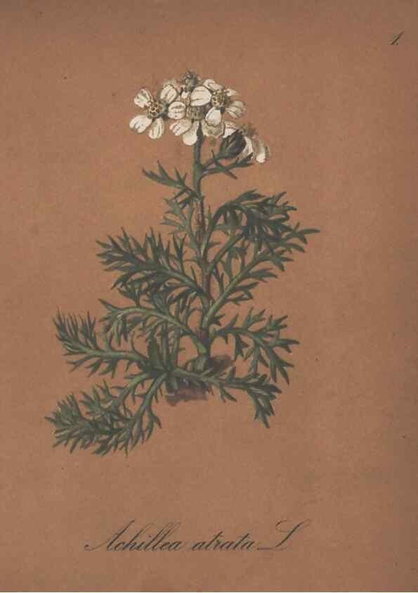 Reproducción/Reproduction 7163524977: Die Alpenpflanzen nach der Natur gemalt /. Prag :F. Tempsky,1879-1884.