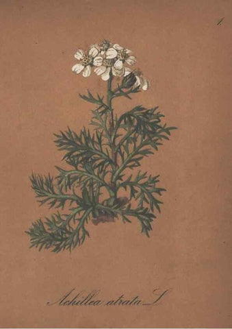 Reproducción/Reproduction 7163524977: Die Alpenpflanzen nach der Natur gemalt /. Prag :F. Tempsky,1879-1884.