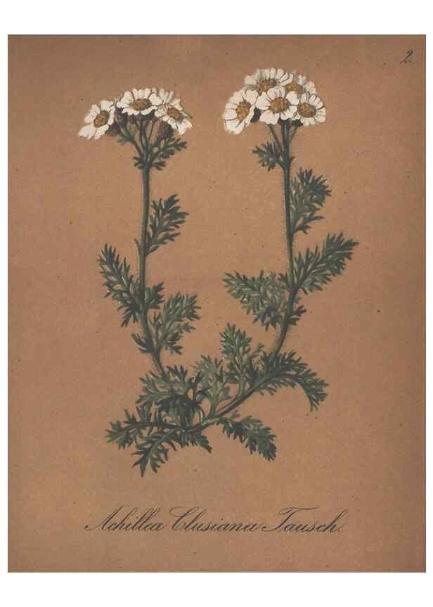 Reproducción/Reproduction 7348736326: Die Alpenpflanzen nach der Natur gemalt /. Prag :F. Tempsky,1879-1884.
