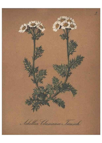 Reproducción/Reproduction 7348736326: Die Alpenpflanzen nach der Natur gemalt /. Prag :F. Tempsky,1879-1884.