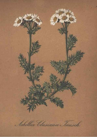 Reproducción/Reproduction 7348736326: Die Alpenpflanzen nach der Natur gemalt /. Prag :F. Tempsky,1879-1884.