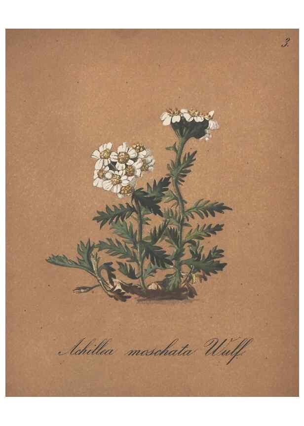 Reproducción/Reproduction 7163526341: Die Alpenpflanzen nach der Natur gemalt /. Prag :F. Tempsky,1879-1884.