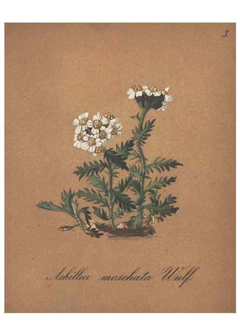 Reproducción/Reproduction 7163526341: Die Alpenpflanzen nach der Natur gemalt /. Prag :F. Tempsky,1879-1884.