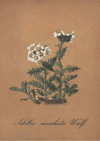 Reproducción/Reproduction 7163526341: Die Alpenpflanzen nach der Natur gemalt /. Prag :F. Tempsky,1879-1884.