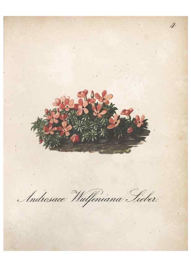 Reproducción/Reproduction 7348737698: Die Alpenpflanzen nach der Natur gemalt /. Prag :F. Tempsky,1879-1884.