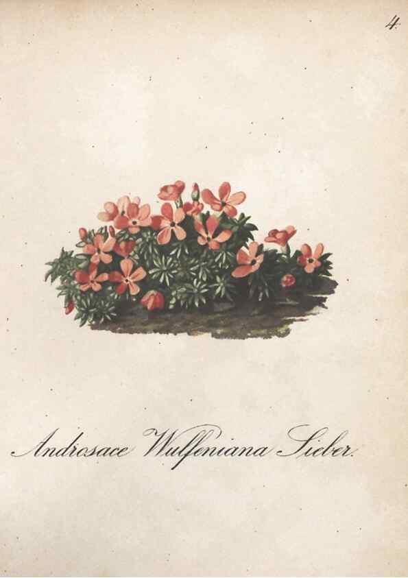 Reproducción/Reproduction 7348737698: Die Alpenpflanzen nach der Natur gemalt /. Prag :F. Tempsky,1879-1884.