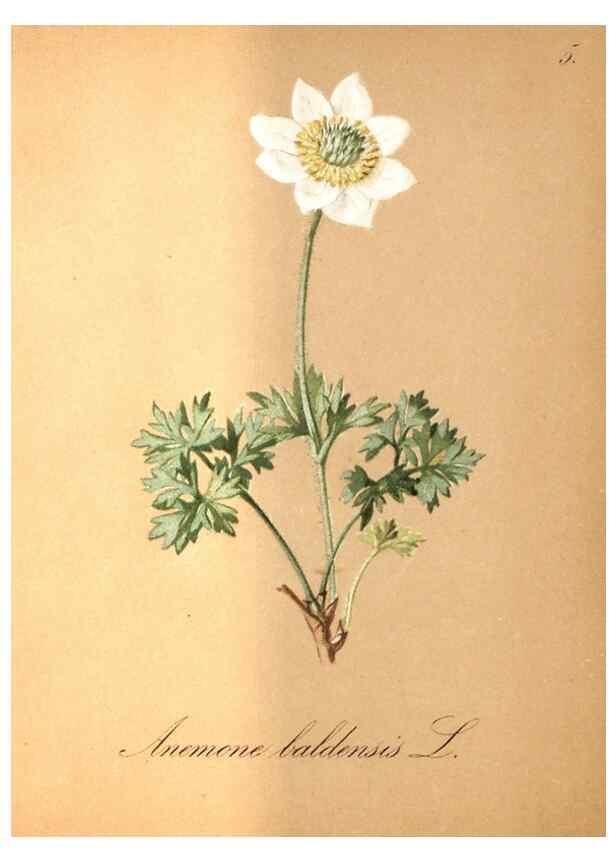Reproducción/Reproduction 7163527501: Die Alpenpflanzen nach der Natur gemalt /. Prag :F. Tempsky,1879-1884.