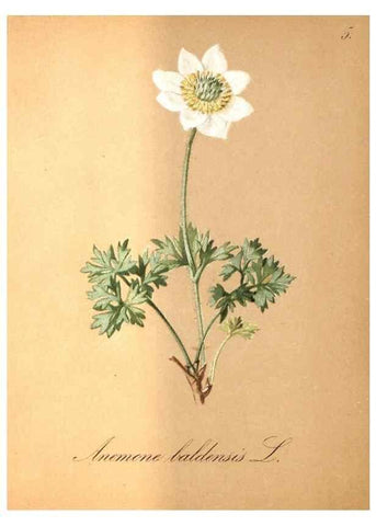 Reproducción/Reproduction 7163527501: Die Alpenpflanzen nach der Natur gemalt /. Prag :F. Tempsky,1879-1884.