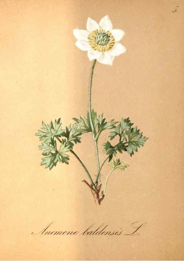 Reproducción/Reproduction 7163527501: Die Alpenpflanzen nach der Natur gemalt /. Prag :F. Tempsky,1879-1884.
