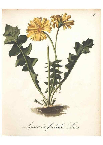Reproducción/Reproduction 7348739542: Die Alpenpflanzen nach der Natur gemalt /. Prag :F. Tempsky,1879-1884.