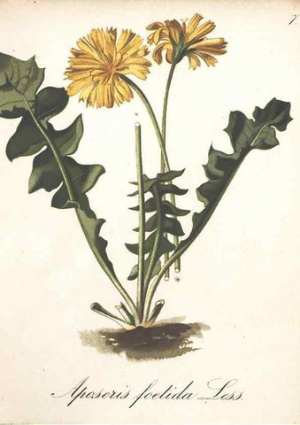 Reproducción/Reproduction 7348739542: Die Alpenpflanzen nach der Natur gemalt /. Prag :F. Tempsky,1879-1884.
