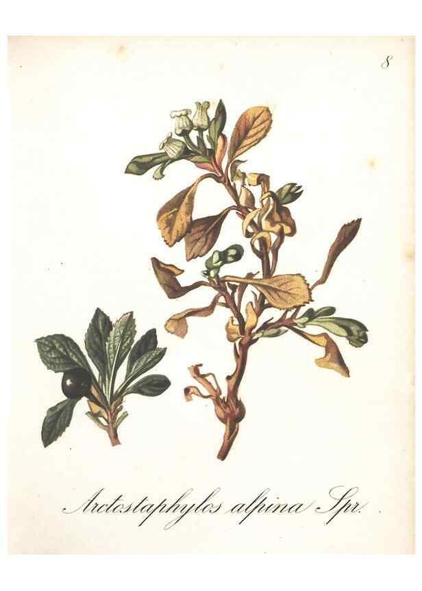 Reproducción/Reproduction 7163529383: Die Alpenpflanzen nach der Natur gemalt /. Prag :F. Tempsky,1879-1884.