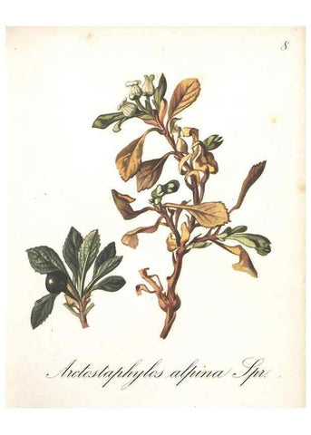 Reproducción/Reproduction 7163529383: Die Alpenpflanzen nach der Natur gemalt /. Prag :F. Tempsky,1879-1884.