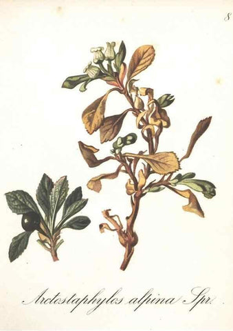 Reproducción/Reproduction 7163529383: Die Alpenpflanzen nach der Natur gemalt /. Prag :F. Tempsky,1879-1884.