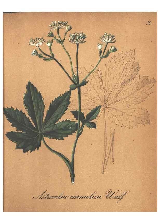 Reproducción/Reproduction 7348740970: Die Alpenpflanzen nach der Natur gemalt /. Prag :F. Tempsky,1879-1884.