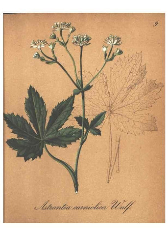 Reproducción/Reproduction 7348740970: Die Alpenpflanzen nach der Natur gemalt /. Prag :F. Tempsky,1879-1884.