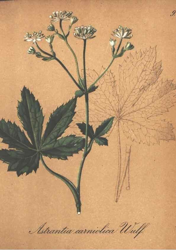 Reproducción/Reproduction 7348740970: Die Alpenpflanzen nach der Natur gemalt /. Prag :F. Tempsky,1879-1884.