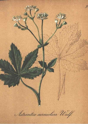 Reproducción/Reproduction 7348740970: Die Alpenpflanzen nach der Natur gemalt /. Prag :F. Tempsky,1879-1884.