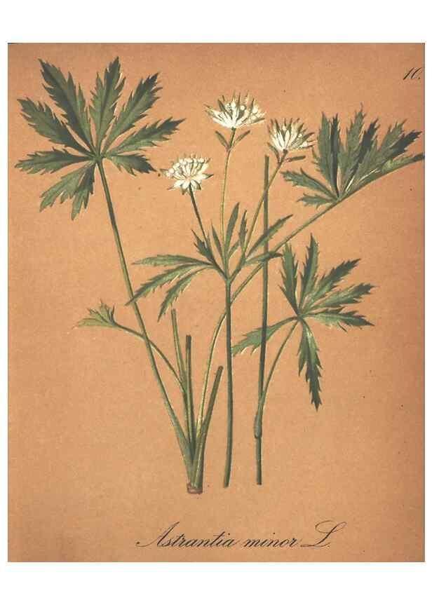 Reproducción/Reproduction 7163530777: Die Alpenpflanzen nach der Natur gemalt /. Prag :F. Tempsky,1879-1884.
