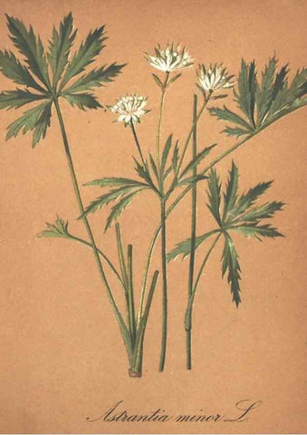 Reproducción/Reproduction 7163530777: Die Alpenpflanzen nach der Natur gemalt /. Prag :F. Tempsky,1879-1884.
