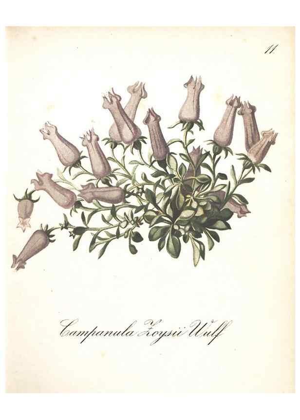 Reproducción/Reproduction 7348742286: Die Alpenpflanzen nach der Natur gemalt /. Prag :F. Tempsky,1879-1884.