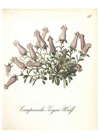 Reproducción/Reproduction 7348742286: Die Alpenpflanzen nach der Natur gemalt /. Prag :F. Tempsky,1879-1884.